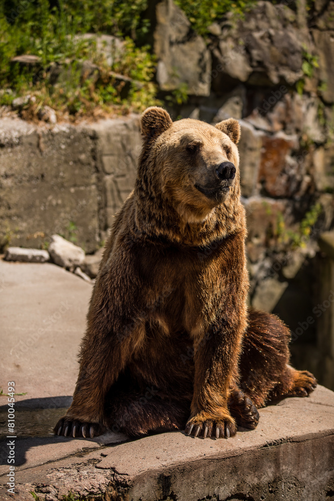 Fototapeta premium Brown bear, carnivore, sitting on rock in zoo enclosure