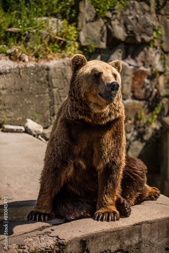 Brown bear, carnivore, sitting on rock in zoo enclosure