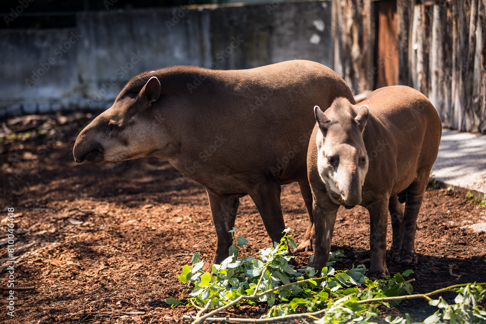 Fototapeta premium Working animals grazing on grass in the dirt next to each other