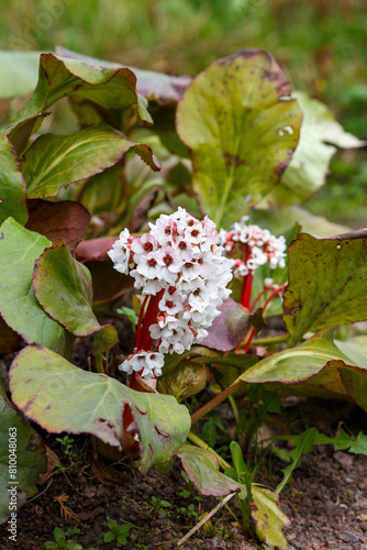 Obraz na płótnie Saxifraga thick-leaved , Chagir or Mongolian tea ( lat