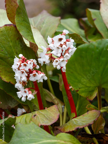 Photos Saxifraga thick-leaved , Chagir or Mongolian tea ( lat