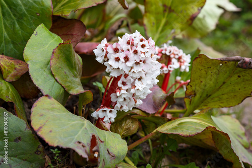 Photos Saxifraga thick-leaved , Chagir or Mongolian tea ( lat
