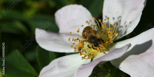 abeille du jardin 35