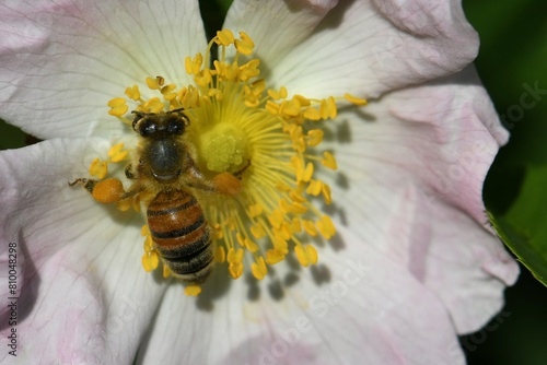 abeille du jardin 33