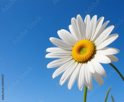 A white daisy flower with yellow center against a clear blue sky