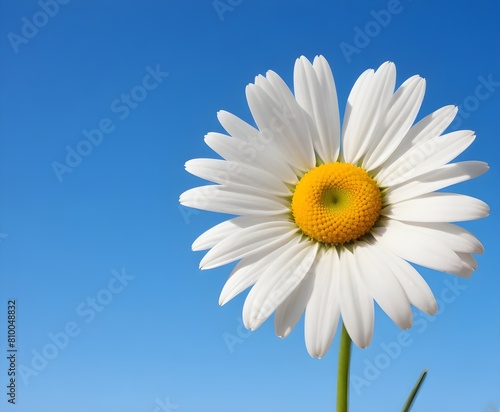 A white daisy flower with yellow center against a clear blue sky