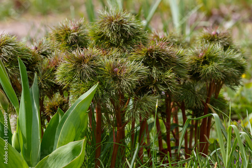 Peony angustifolia  or Peony thin-leaved  or Peony crow   lat. Paeonia tenuifolia   in spring garden