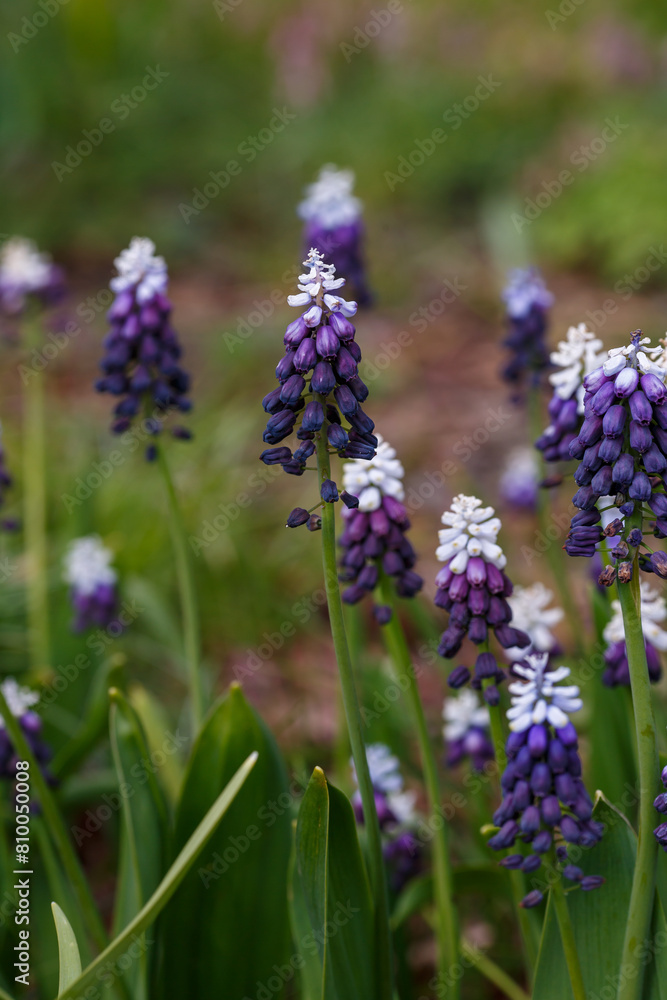 Muscari latifolium Grape Ice in bloom in spring garden Muscari latifolium Grape Ice in bloom in spring garden