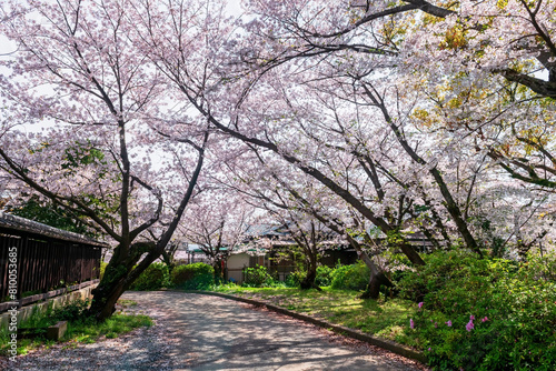 Pink cherry blossom of sakura tree tunnel at Nishi Park, Kyushu, Japan © Blanscape