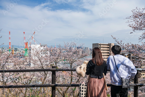 pink cherry blossom with aratsu bridge and cityscape view by the bay with blur couple at spring, Fukuoka, Kyushu, Japan. Top view landscape from Nishi park and Terumi shrine. © Blanscape