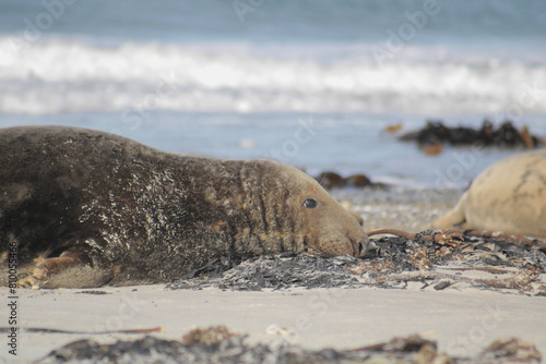 Big Seal on an Island in the North Sea