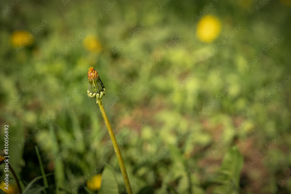 Yellow blooming spring dandelion on a background of green grass Yellow blooming spring dandelion on a background of green grass