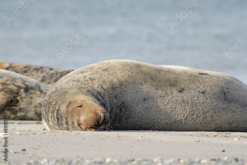 Big Seal on an Island in the North Sea