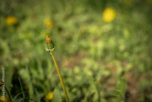 Yellow blooming spring dandelion on a background of green grass
