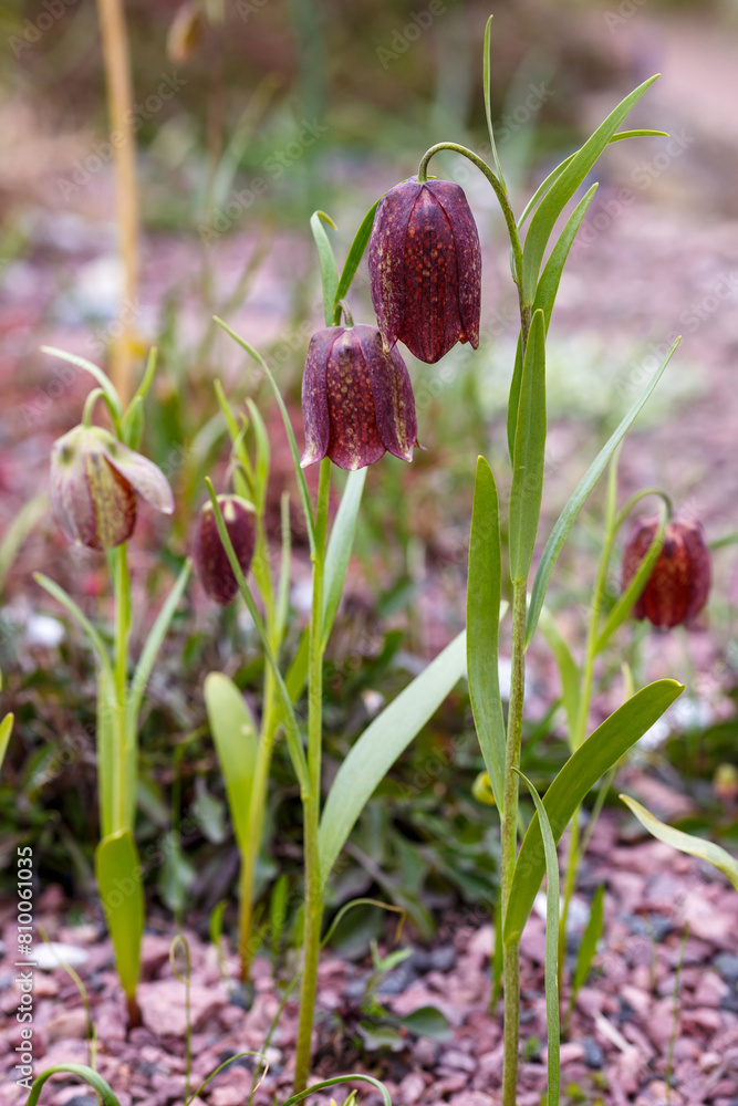 Russian hazel grouse ( lat. Friitillaria ruthenica ) is a perennial herbaceous plant, a species of the genus Fritillaria of the Liliaceae family Russian hazel grouse ( lat. Friitillaria ruthenica ) is a perennial herbaceous plant, a species of the genus Fritillaria of the Liliaceae family