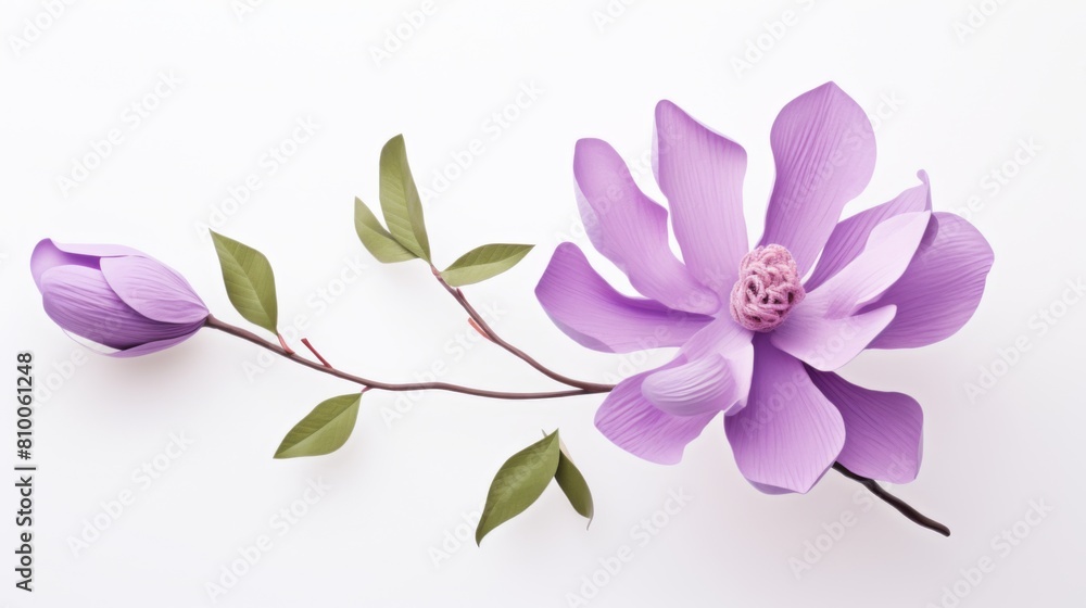 purple magnolia flower on white background, 3 d model