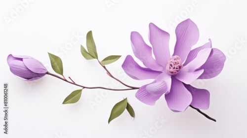 purple magnolia flower on white background  3 d model