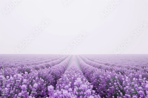 A field of lavender around a blank spot