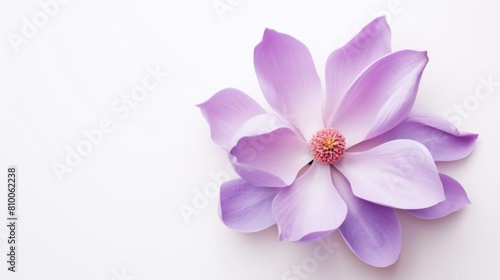 purple magnolia flower on white background, 
The flower on the right