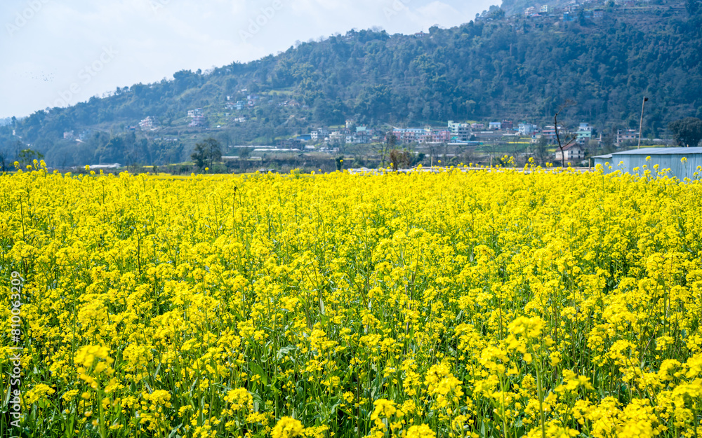 blossomed mustard farmland in Nepal.