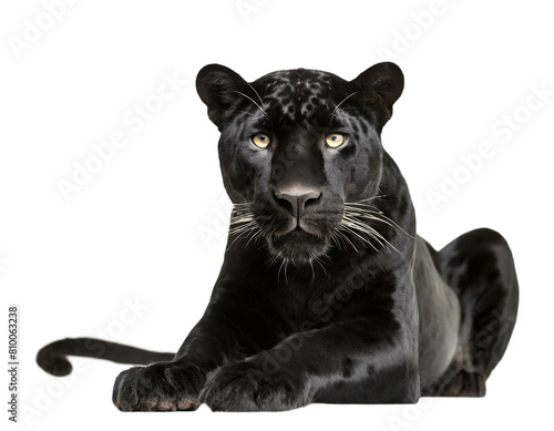 Schwarzer Jaguar isoliert auf weißen Hintergrund, Freisteller 