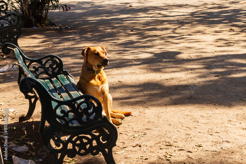 Common Chilean dog in Parque Portales