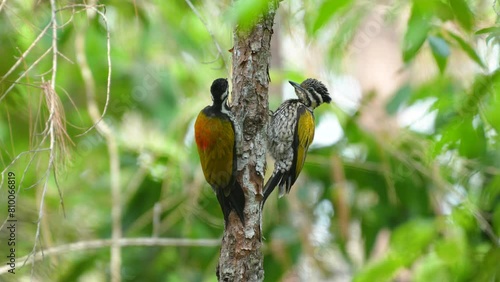Common Flameback Woodpecker bird watching in the forest and sounds in nature. photo