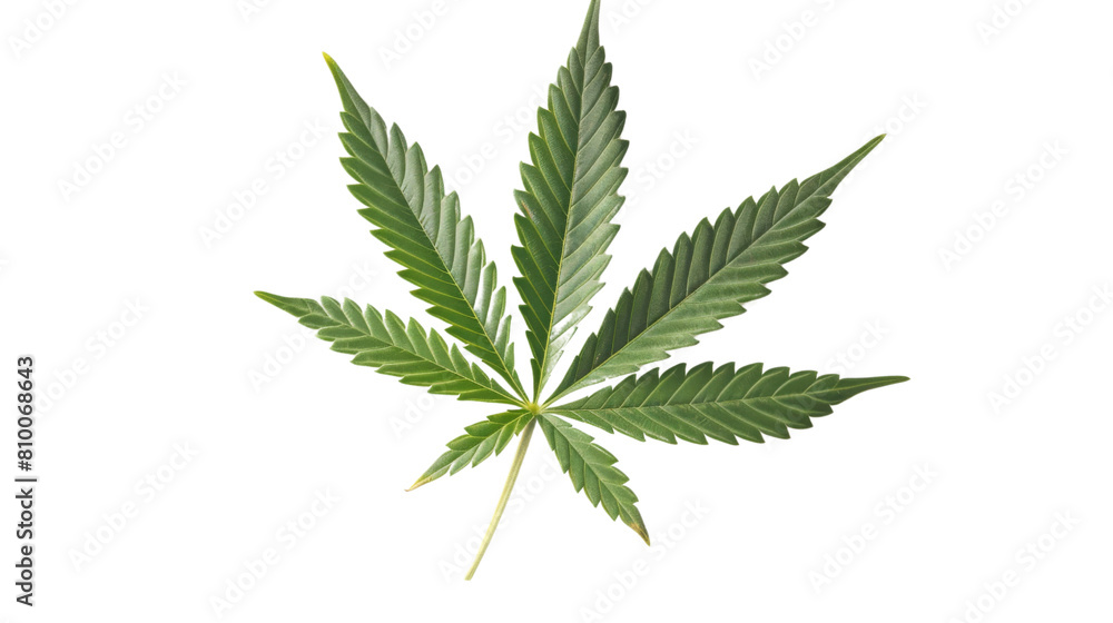  Cannabis leaf cut out on white background , png transparent