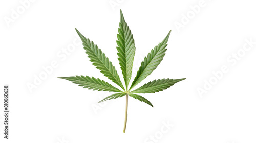  Cannabis leaf cut out on white background , png transparent