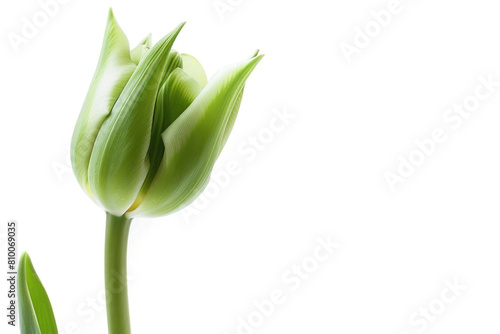 A green tulip against white