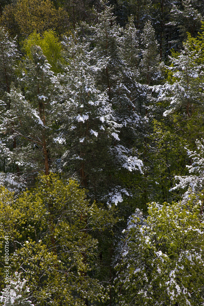 Obraz premium Snowfall in the forest in spring in May