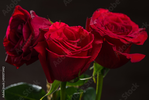 Detail of red roses on a dark background