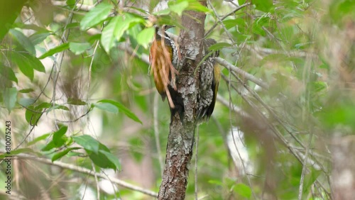 Common Flameback Woodpecker bird watching in the forest. photo