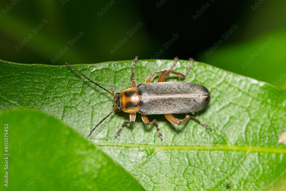 False darkling beetle (Osphya varians) on leaf night nature Springtime pest control. False darkling beetle (Osphya varians) on leaf night nature Springtime pest control.