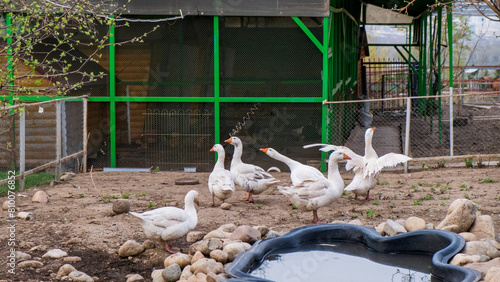 White geese on the farm photo
