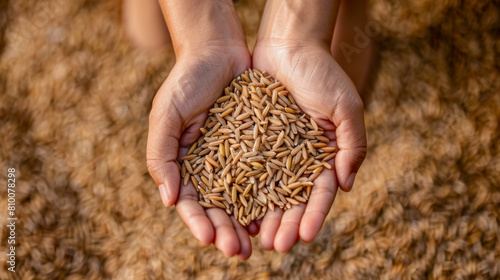 Close-up of a farmer's hands holding grains of rice against the background of a pile of rice. Raw rice in the hands of an agronomist. Cereal production concept.
