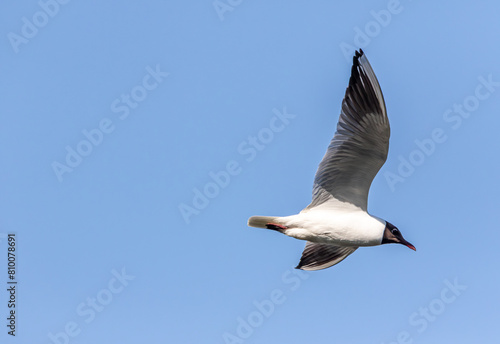 Black-headed gull (Chroicocephalus ridibundus) flying in a blue sky photo