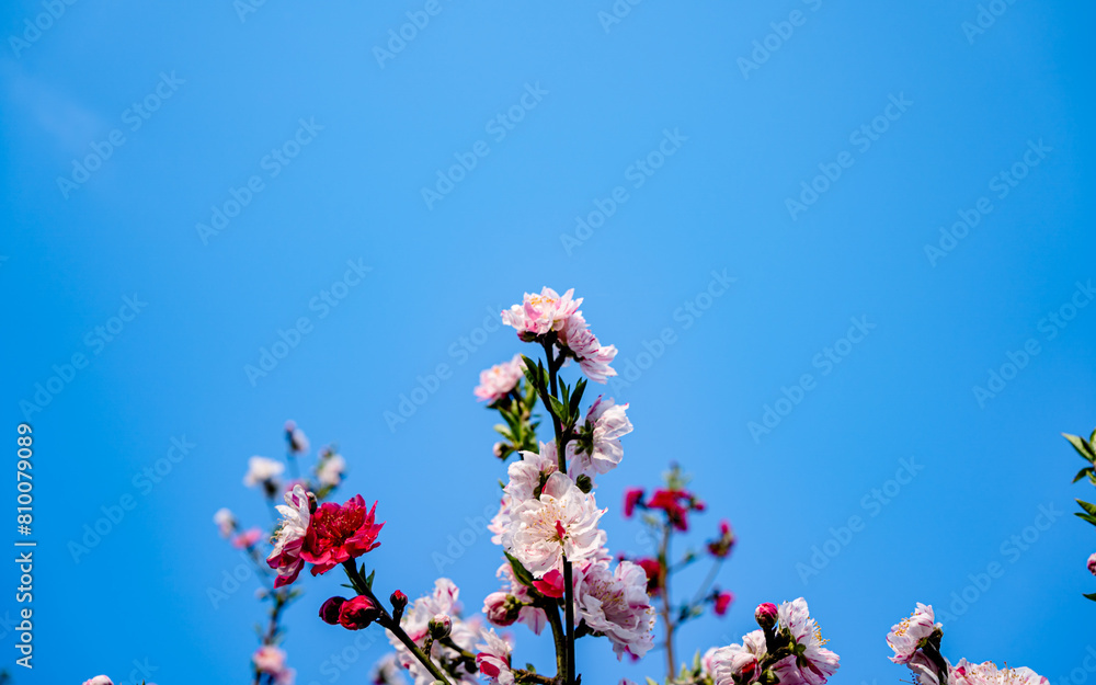 blossom cherry flower in park during spring season. blossom cherry flower in park during spring season.
