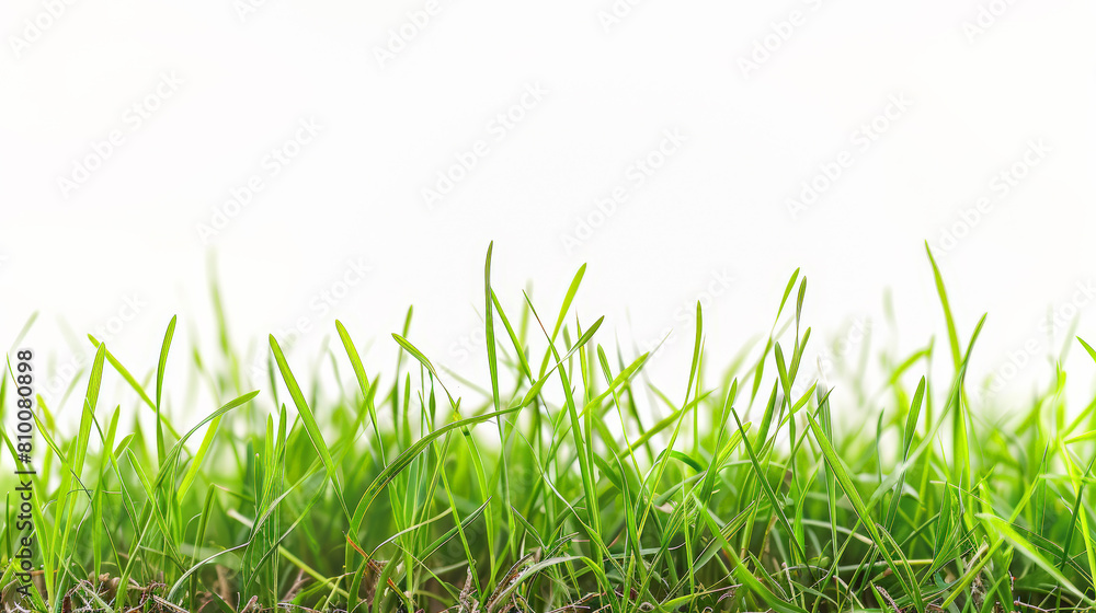 Springtime Bliss: Vibrant Green Grass on White. Generative AI Springtime Bliss: Vibrant Green Grass on White. Generative AI