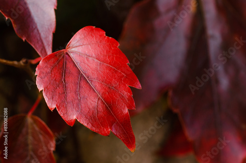 A leaf is shown in a close up, with the red color of the leaf being the main focus. The leaf is surrounded by a dark background, which adds to the contrast between the leaf and its surroundings