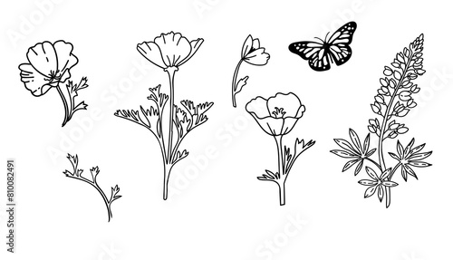 Californian poppies and bluebonnet. Vector illustration set