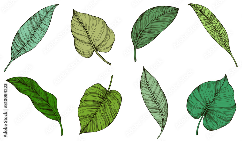 Obraz premium Collection of tropical leaves isolated on white background. Hand drawn illustration set.