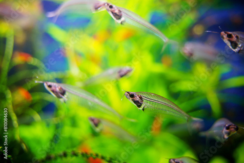 Ghost phantom glass catfish (Kryptopterus bicirrhis) in fish tank © Marina