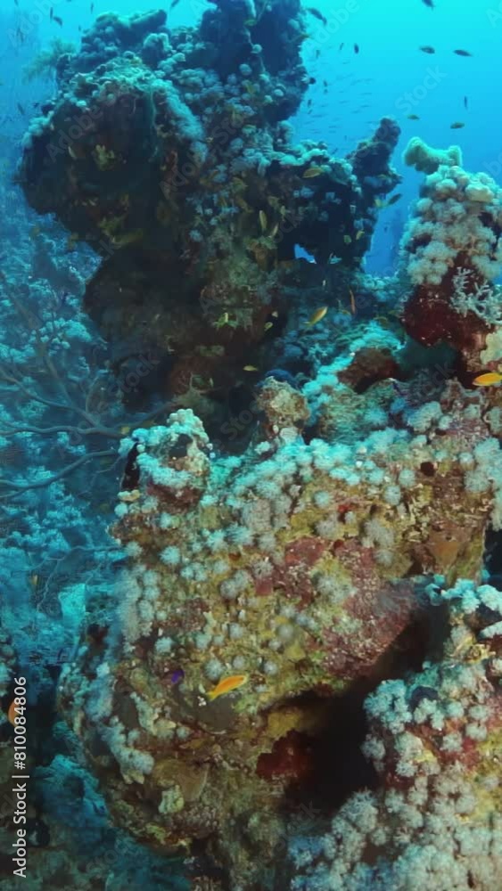 A rocky reef with a variety of sea life. The reef is teeming with fish and other marine creatures A rocky reef with a variety of sea life. The reef is teeming with fish and other marine creatures