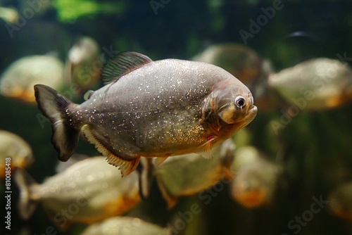 Pygocentrus cariba or black spot piranha. Dangerous predator fish
