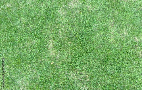 background green grass. top view of real green grass background  football pitch  Grass Golf  green lawn pattern textured background