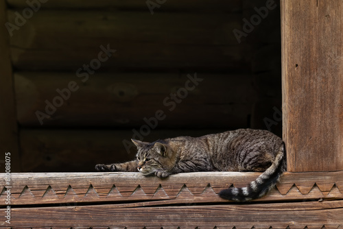the cat lies and stretches on the wooden porch of the house .Place for text
