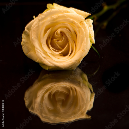 Serene white rose with elegant reflection © Antonio