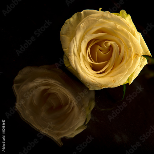 Elegant white rose with serene reflection on dark surface © Antonio