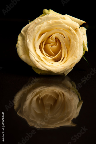 Serene white rose with reflection on black background © Antonio
